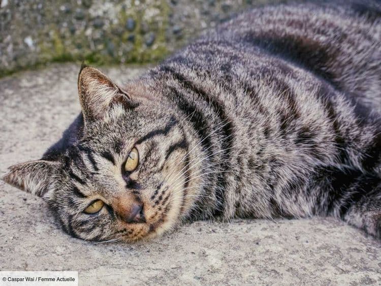 Le Scottish Straight, un chat affectueux à la tête toute ronde !